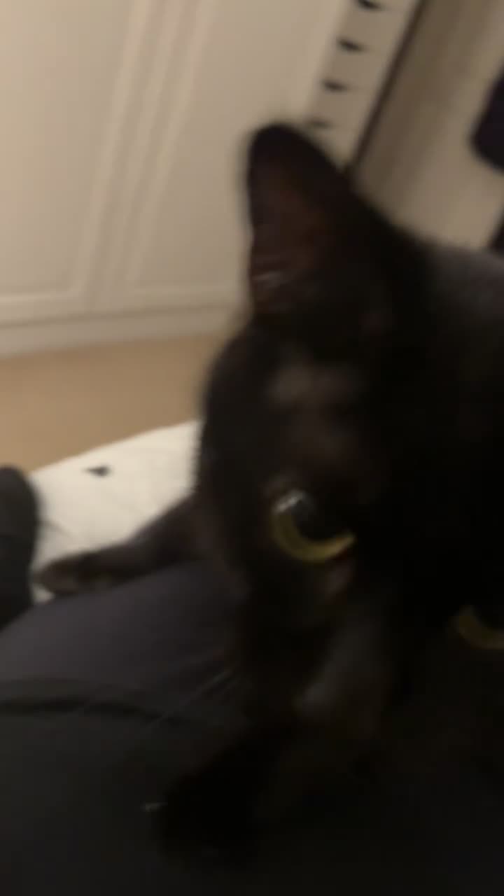 Mixed Breed cats for sale: 2.5 year old male black cat. - Video 1