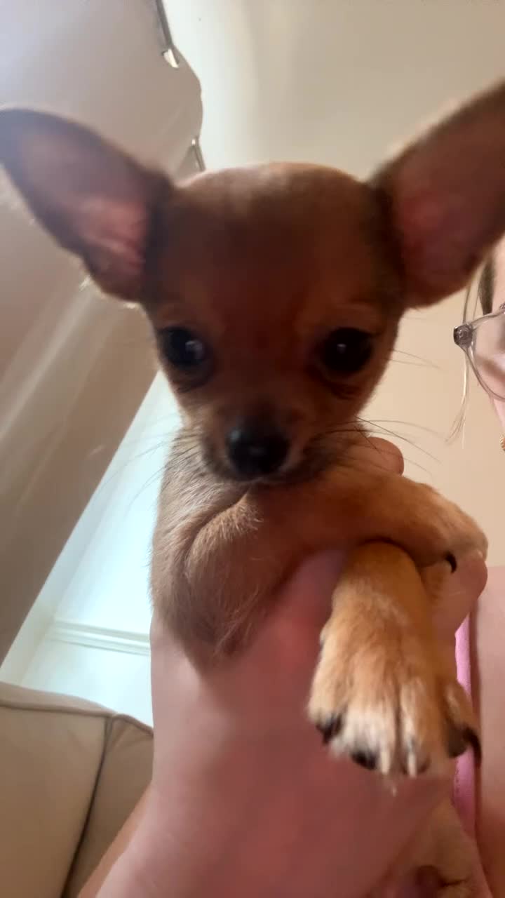 Chihuahua dogs for sale: Chihuahua boys long coat READY TO LEAVE NOW 💙 - Video 1