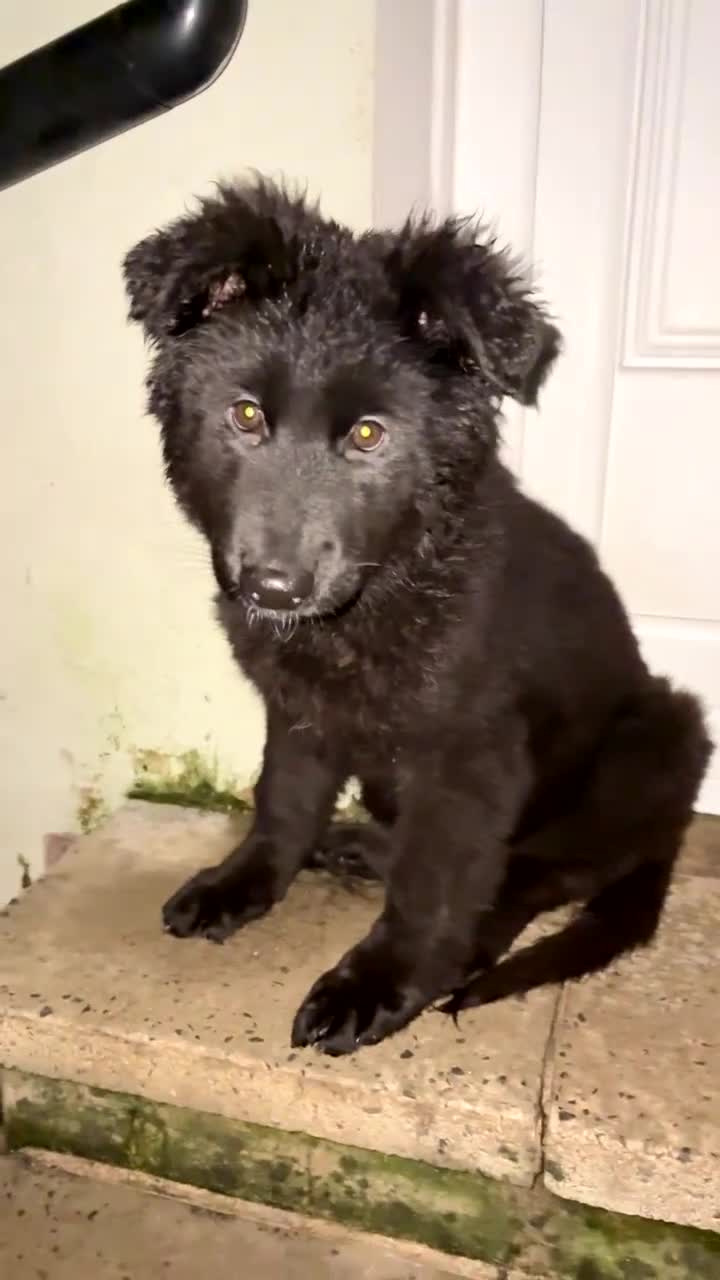 German Shepherd dogs for sale: 1 Purebred black GSD puppy - Video 2