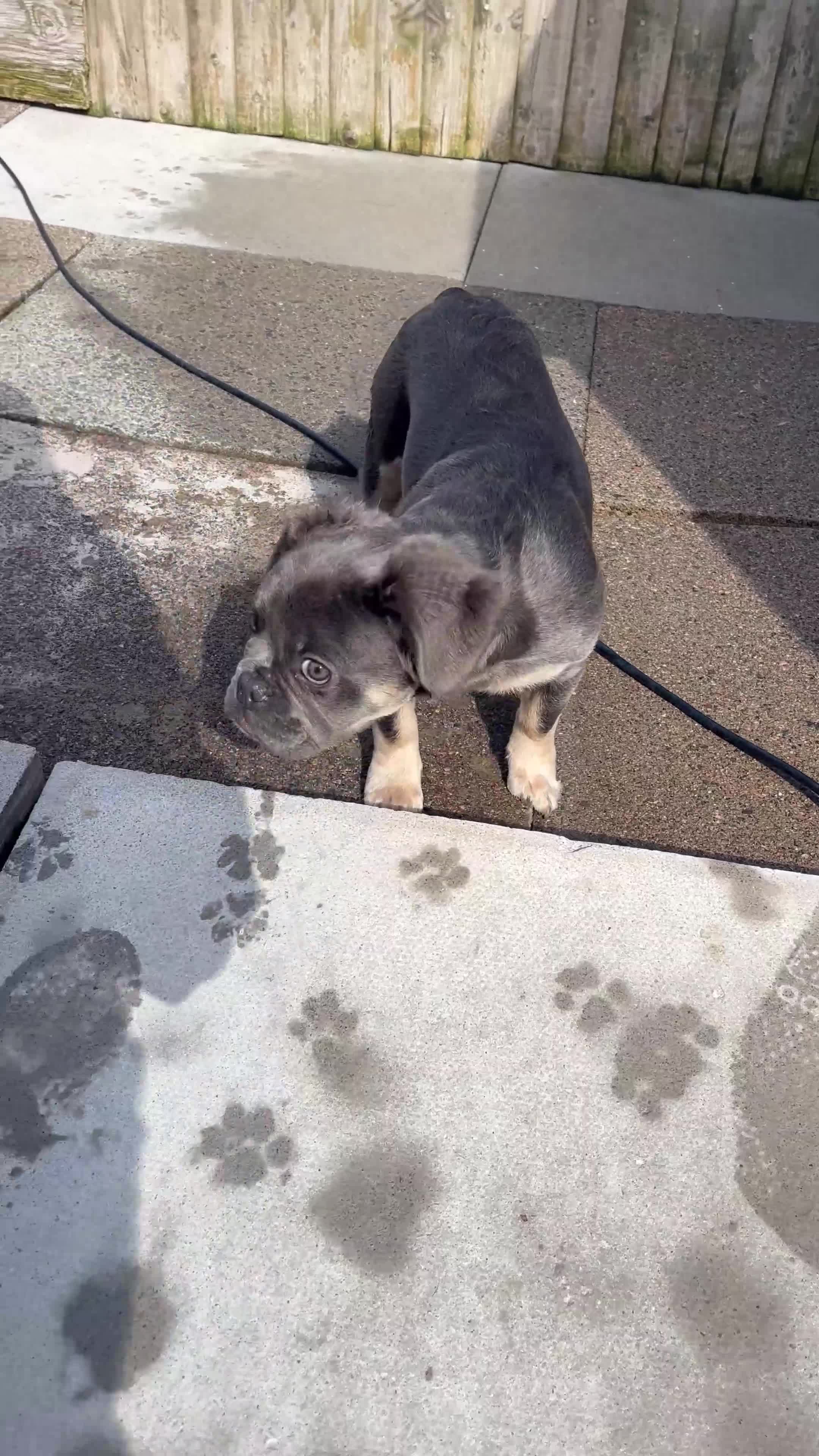 French Bulldog dogs for sale: Beautiful French bulls  - Video 1