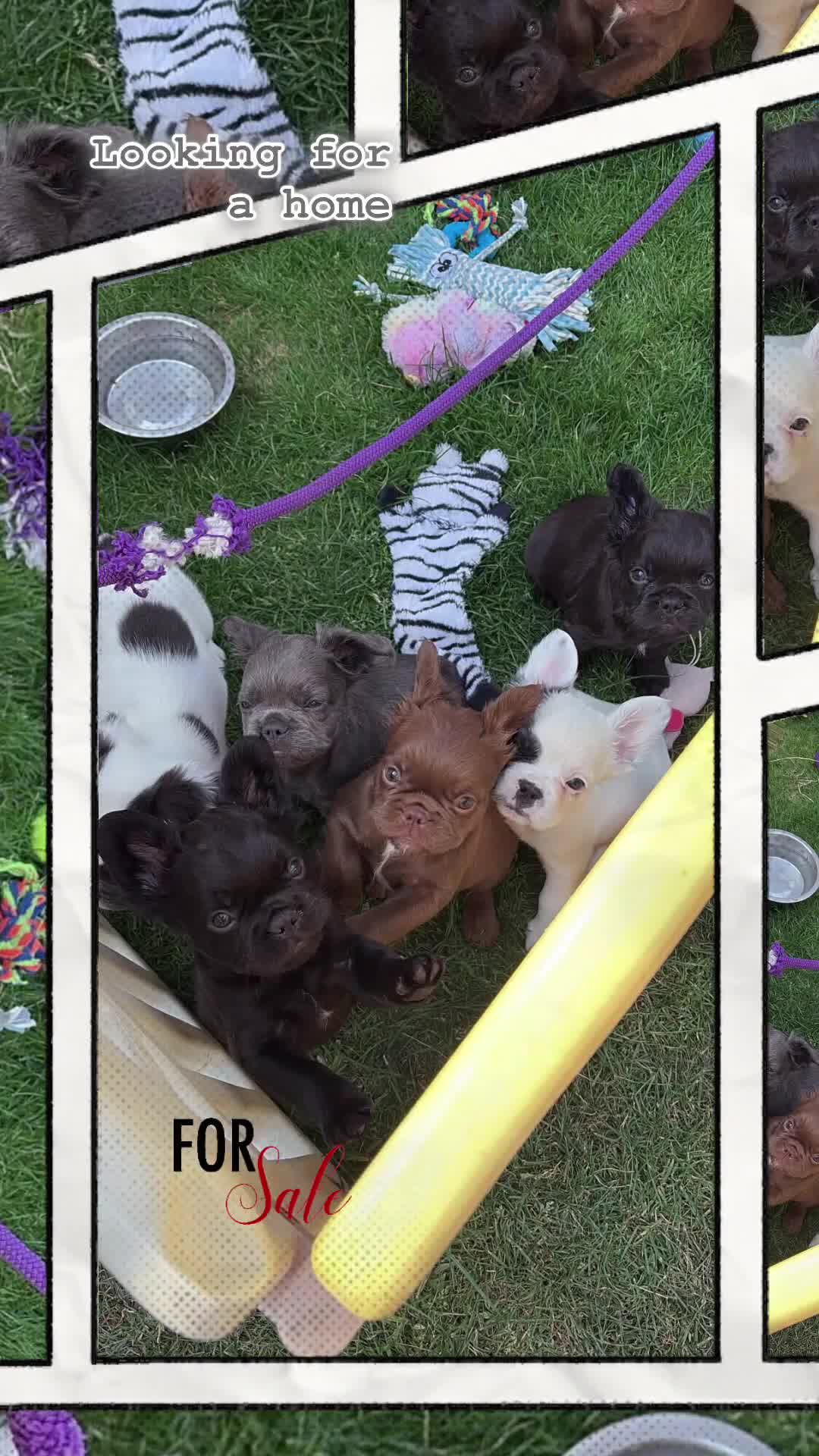 French Bulldog dogs for sale: *Fluffy French Bulldog Pups-4 reserved* - Video 1