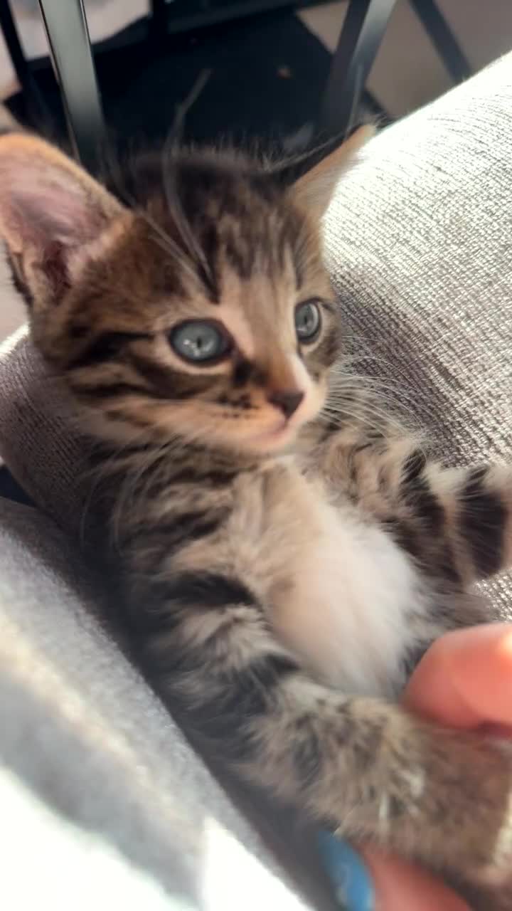 Mixed Breed cats for sale: Kittens ready to leave now (all reserved) - Video 1