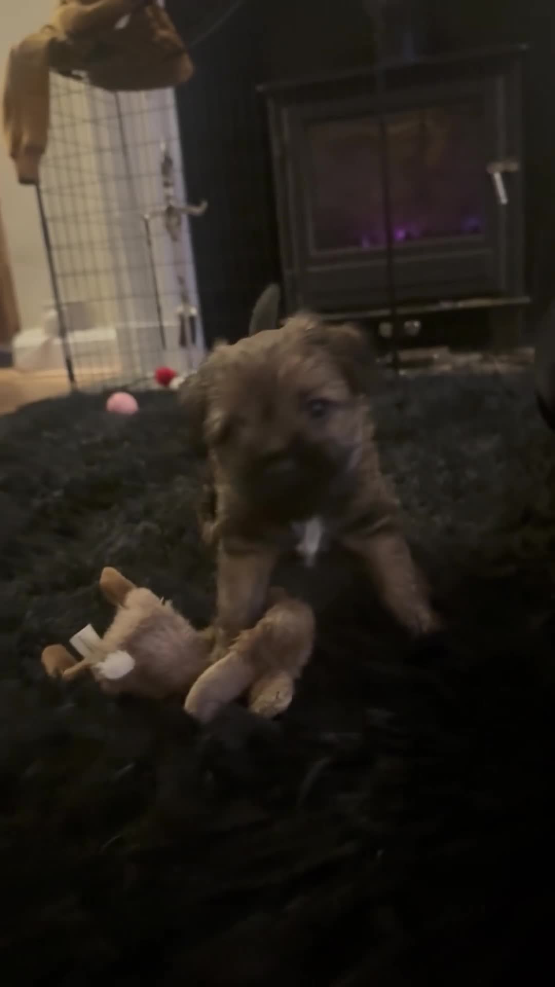 Border Terrier dogs for sale: Beautiful boarder terrier  - Video 1