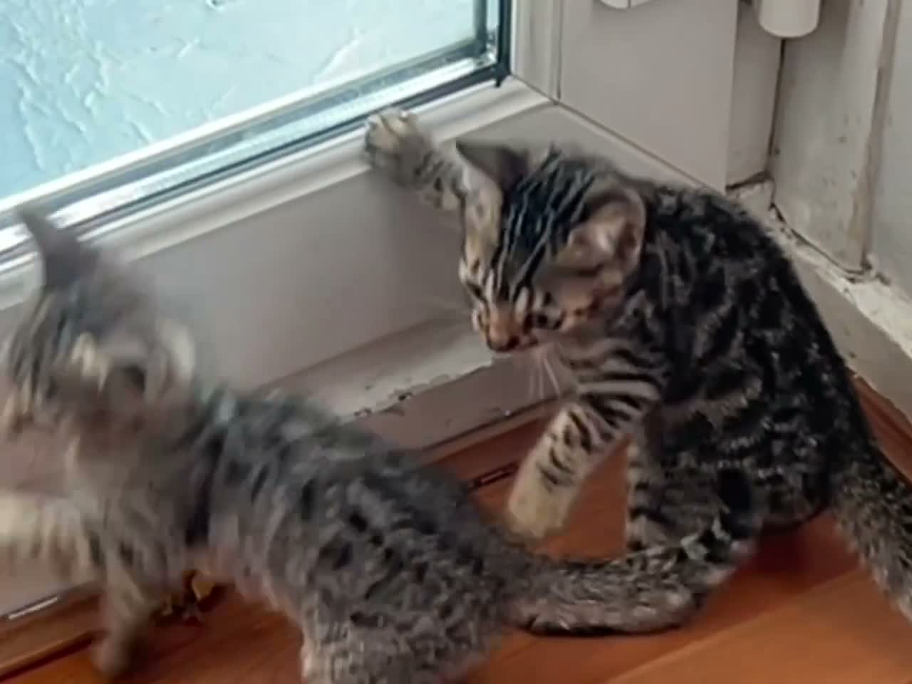 Bengal cats for sale: Pure bengal kittens - Video 3