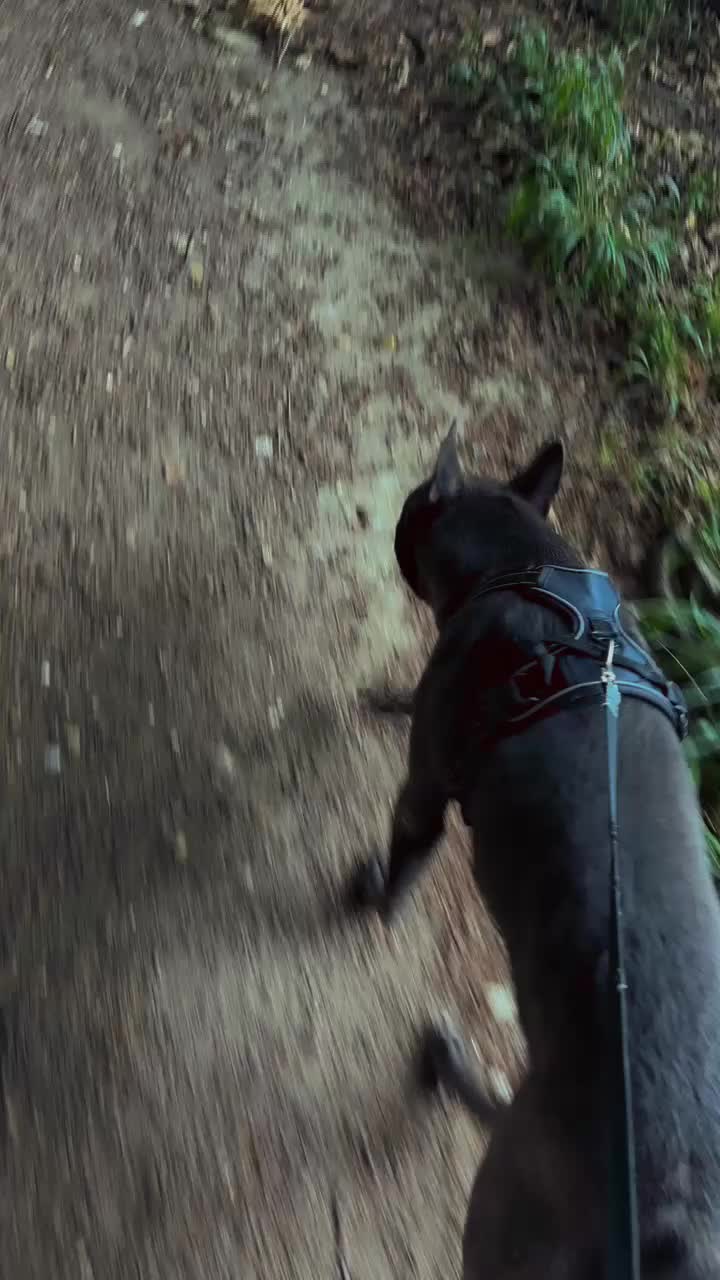 Mixed Breed dogs for sale: Smokey - Video 3