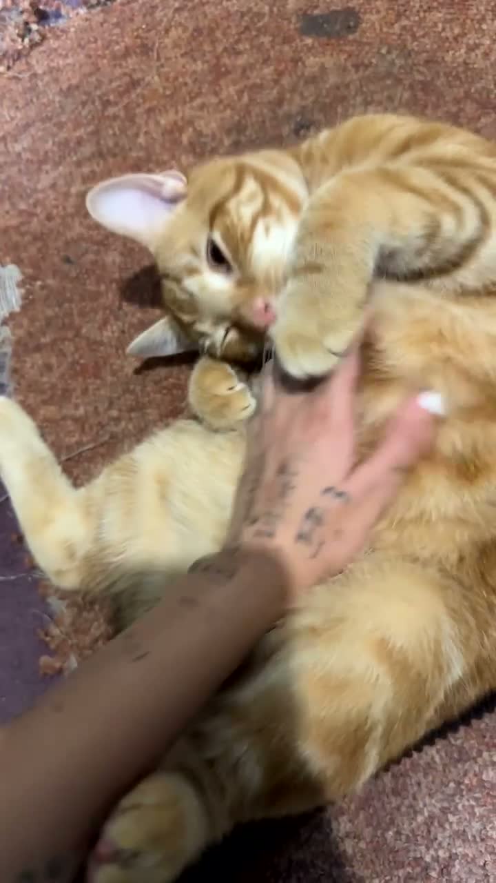 British Shorthair cats for sale: eddie james - Video 1