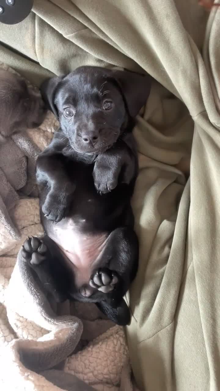 Mixed Breed dogs for sale: Small soft and friendly pups excited for a home  - Video 1