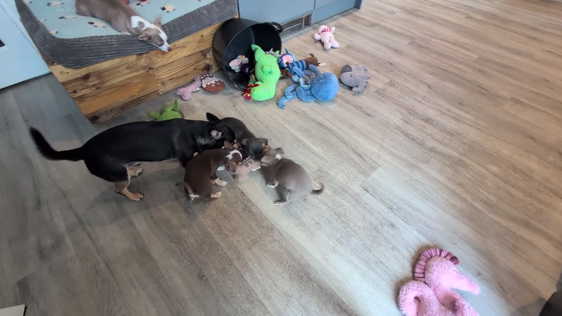 Chihuahua dogs for sale: Chihuahua puppys  in Louth - Video 2