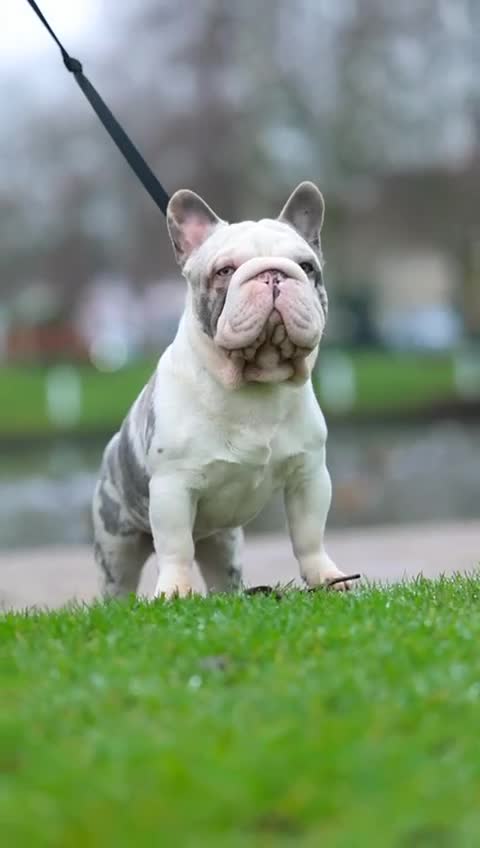 French Bulldog dogs for stud: Frenchie bulldog stud ICE ❄️ - Video 1