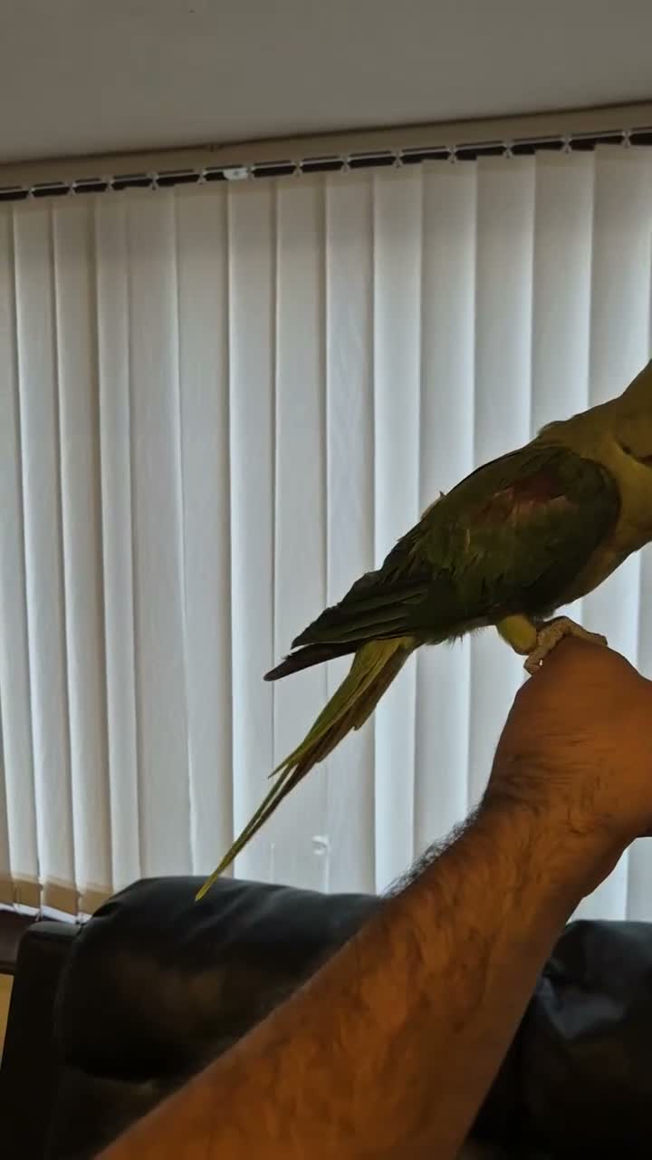Ringnecks birds for sale: Alexandrian talking parrot, fully hand-tamed. in Walsall - Video 2