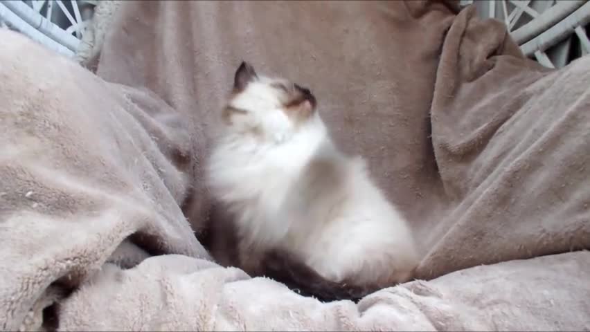 Ragdoll cats for sale: GCCF ACTIVE & PET KITTENS IMP CHAMPION BLOODLINES - Video 2