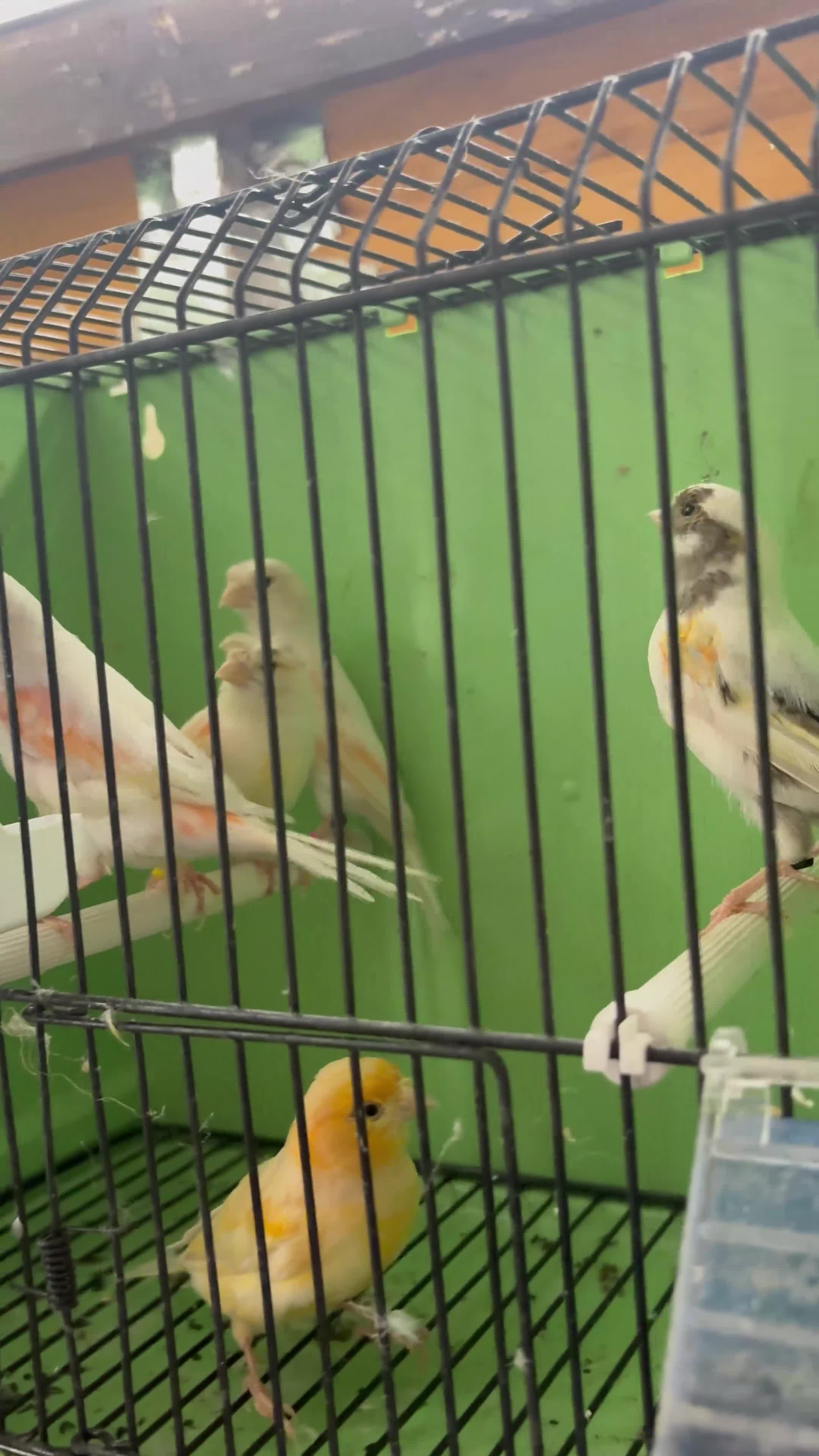 Mixed Breed birds for sale: Canary’s, finches and accessories  - Video 3