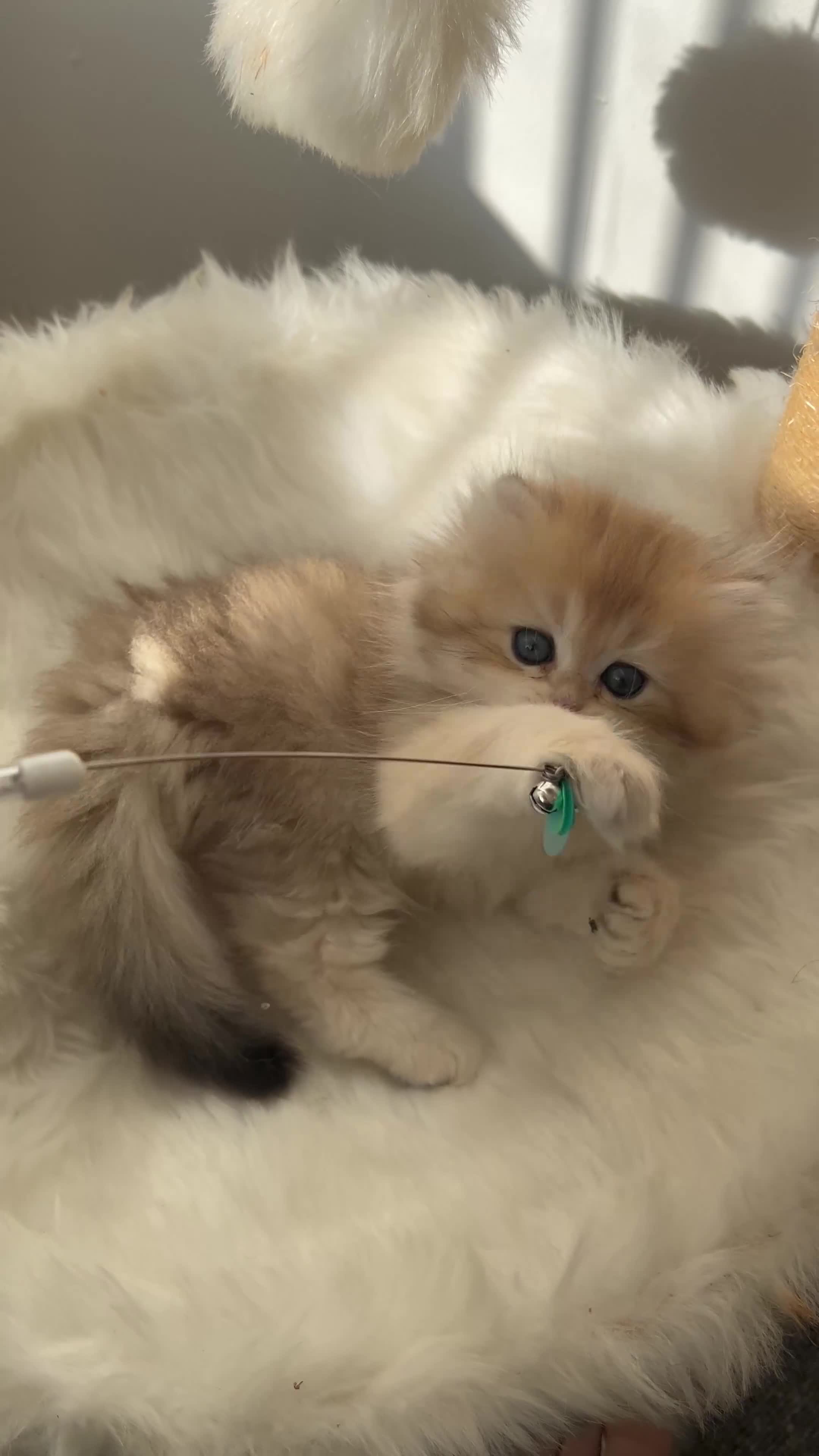 British Longhair cats for sale: 👑 GCCF Champion Line British Kittens 🐾 - Video 4