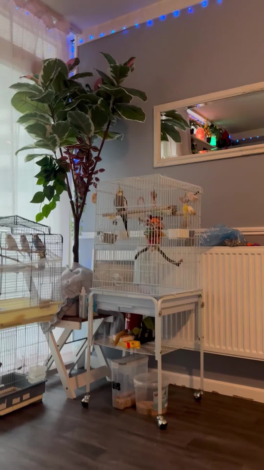 Cockatiels birds for sale: Friendly cockatiel for sale - Video 1