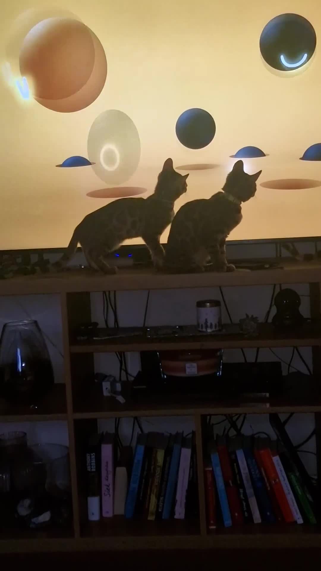 Bengal cats for sale: Two gorgeous Bengals girls  😻😻❤️ - Video 4