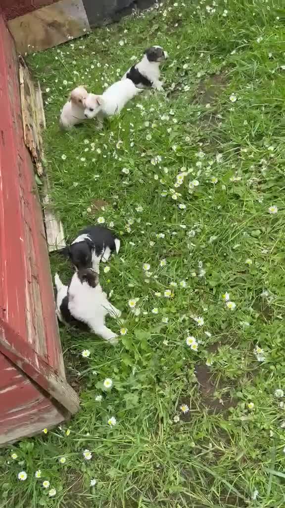 Jack Russell dogs for sale: Miniature Jack russells puppies in Glasgow - Video 1