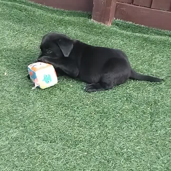 Labrador Retriever dogs for sale:  KC Black Labradors – 4 Boys & 2 Girls Available🐶 - Video 1
