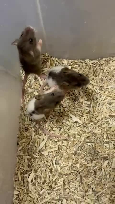 Rat rodents for sale: Beautiful baby rats, full size and dwarf for sale. - Video 2