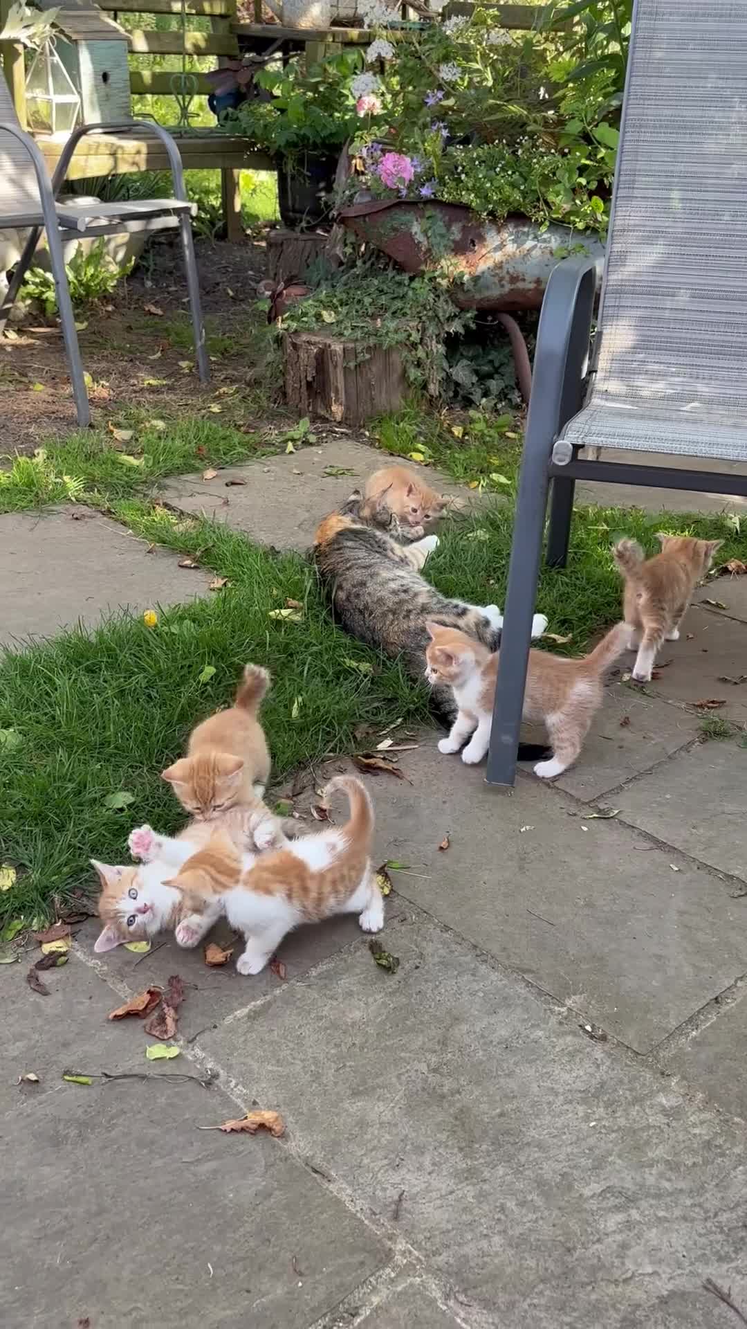 Domestic Shorthair cats for sale: Kittens - Video 2