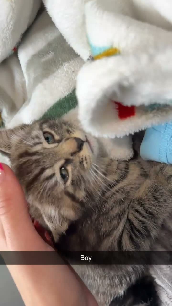 Mixed Breed cats for sale: 3 kittens for sale  - Video 3