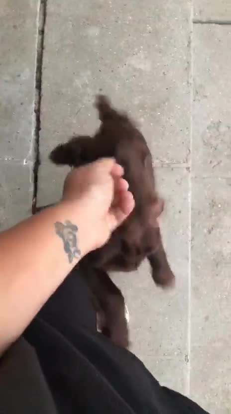 Cocker Spaniel dogs for sale: 5* Cocker Spaniel Puppy. - Video 1