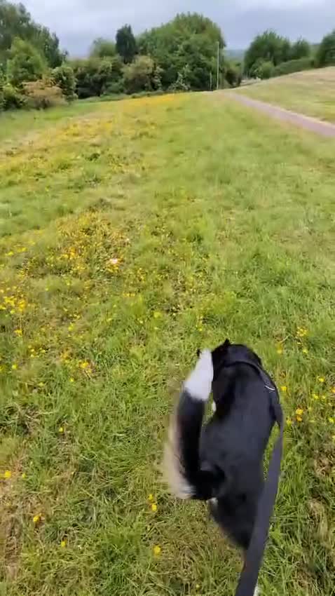 Mixed Breed dogs for sale: Collin  - Video 2