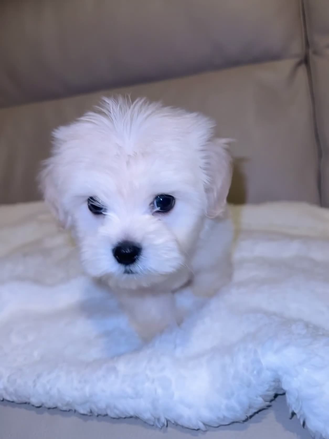 Maltese dogs for sale: Maltese puppies  - Video 1