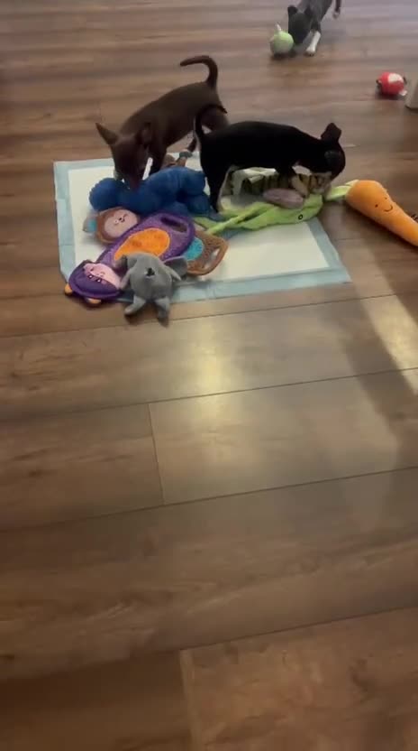 Chihuahua dogs for sale: ❤️KC Blue Chihuahua Puppy Ready Now Vaccinated ❤️ - Video 1