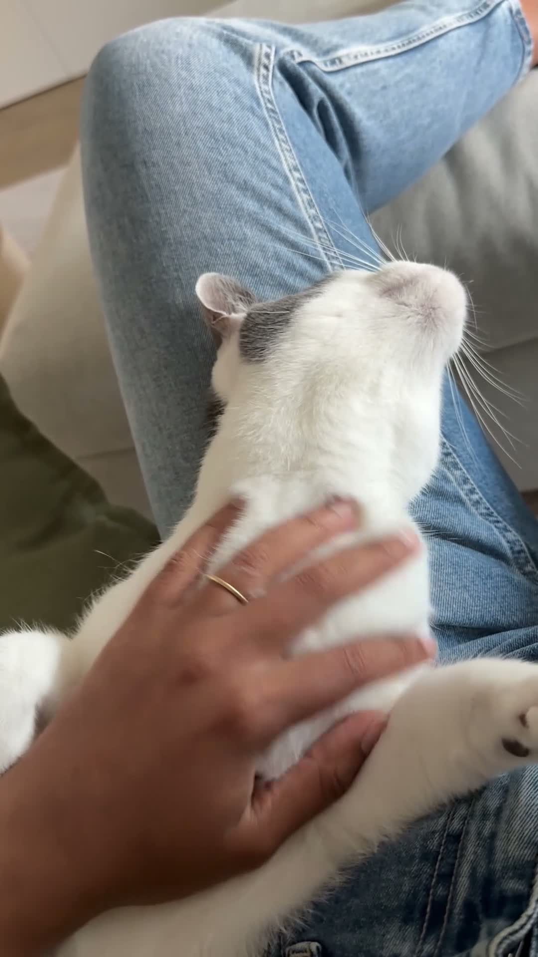 Mixed Breed cats for sale: Sweet and cute male cat - Video 1