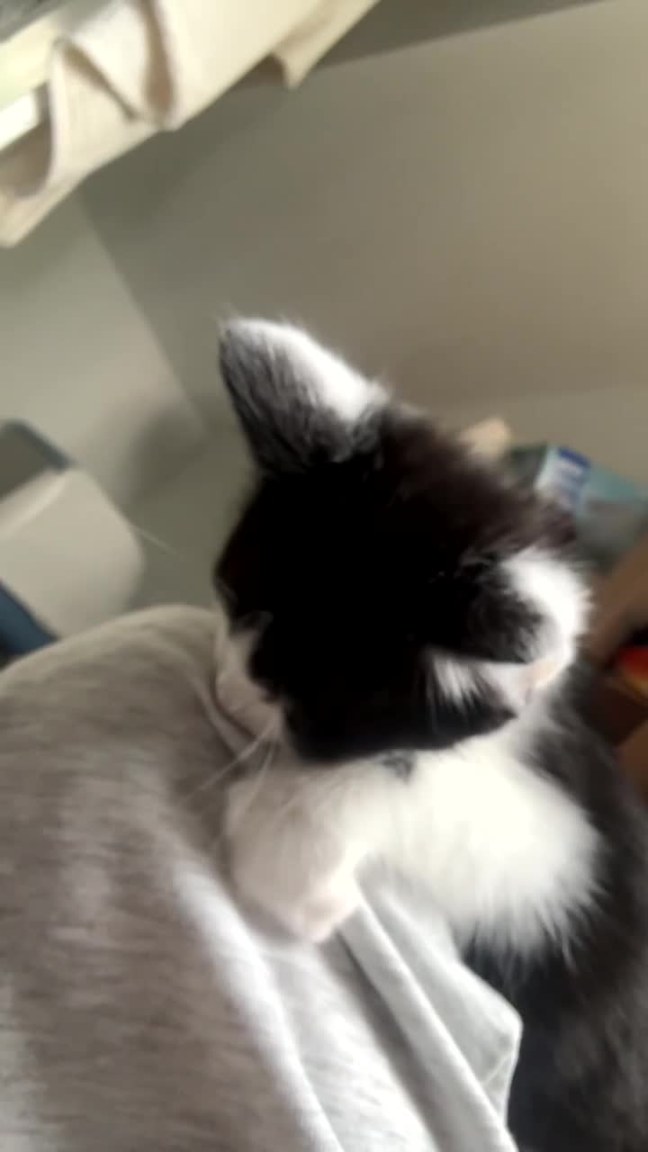 Mixed Breed cats for sale: 5 kitty’s looking for future homes in Hatfield - Video 2