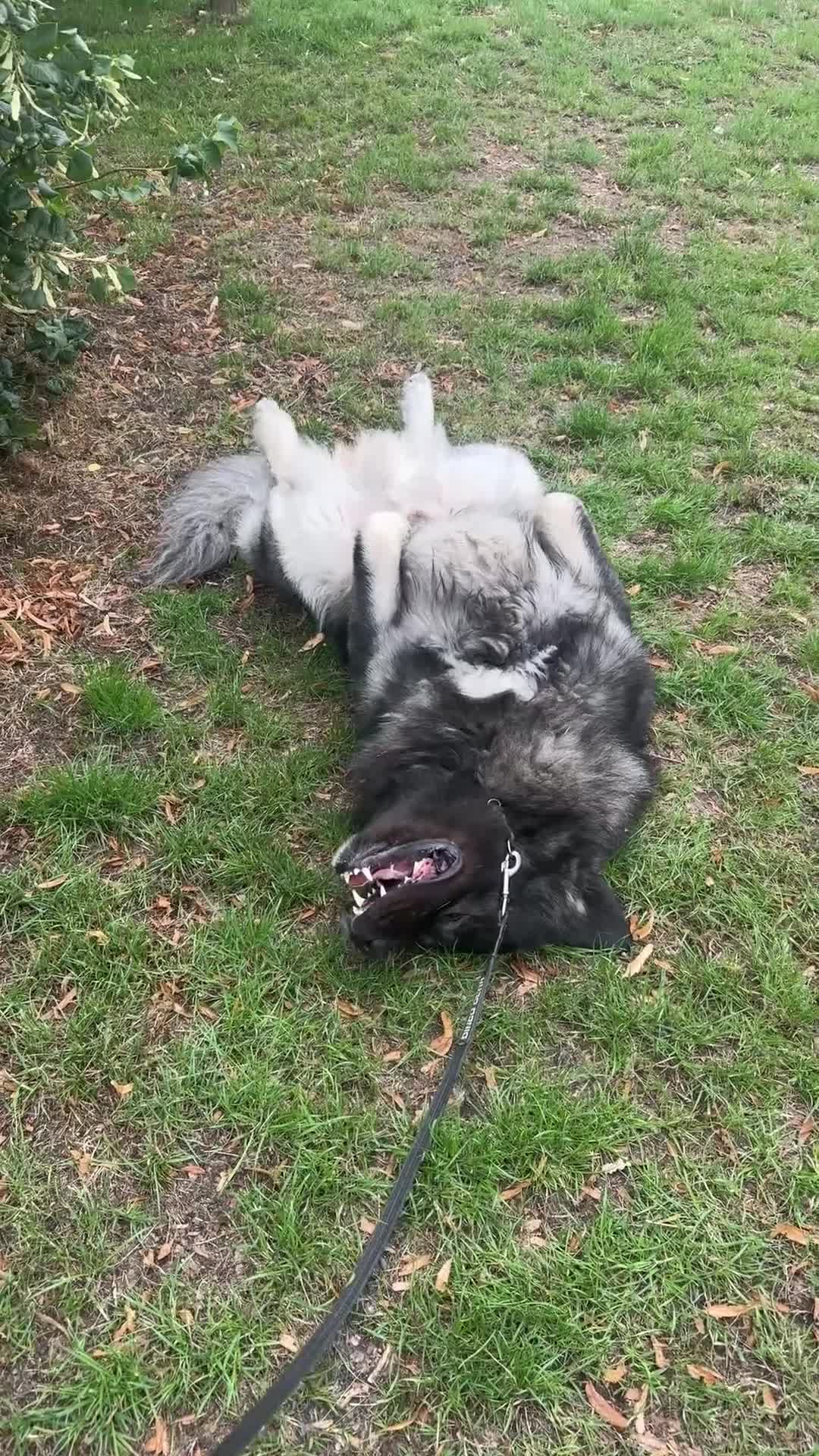 Caucasian Shepherd Dog dogs for sale: 🐾 Looking for a loving home for Odin 🐾 - Video 1