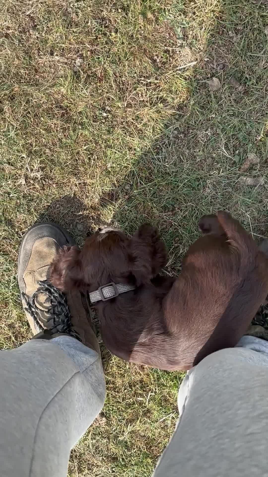 Cocker Spaniel dogs for sale: Last Working Cocker Girl - Fully Vaccinated  - Video 2