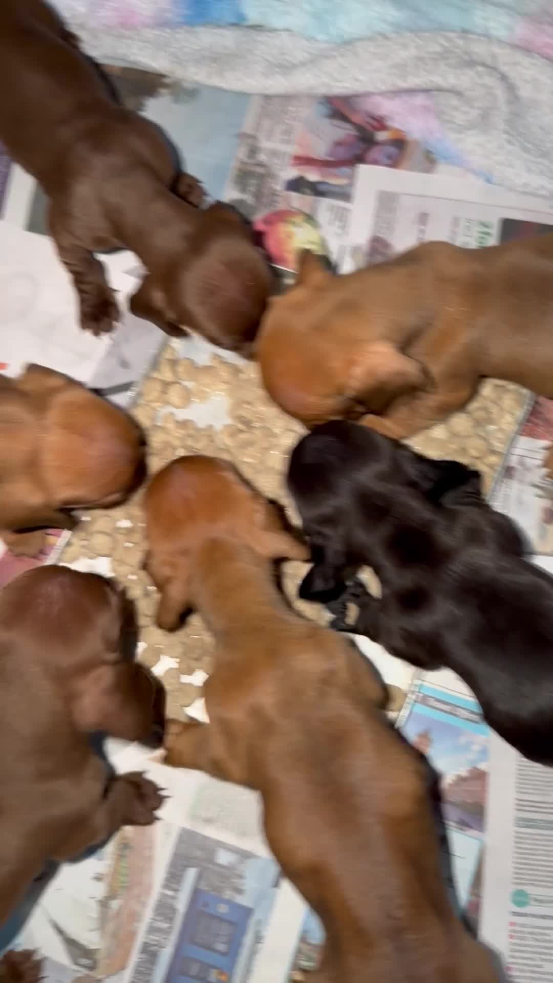 Dachshund dogs for sale: Beautiful Standard Dachshund Puppies - Ready Soon - Video 1