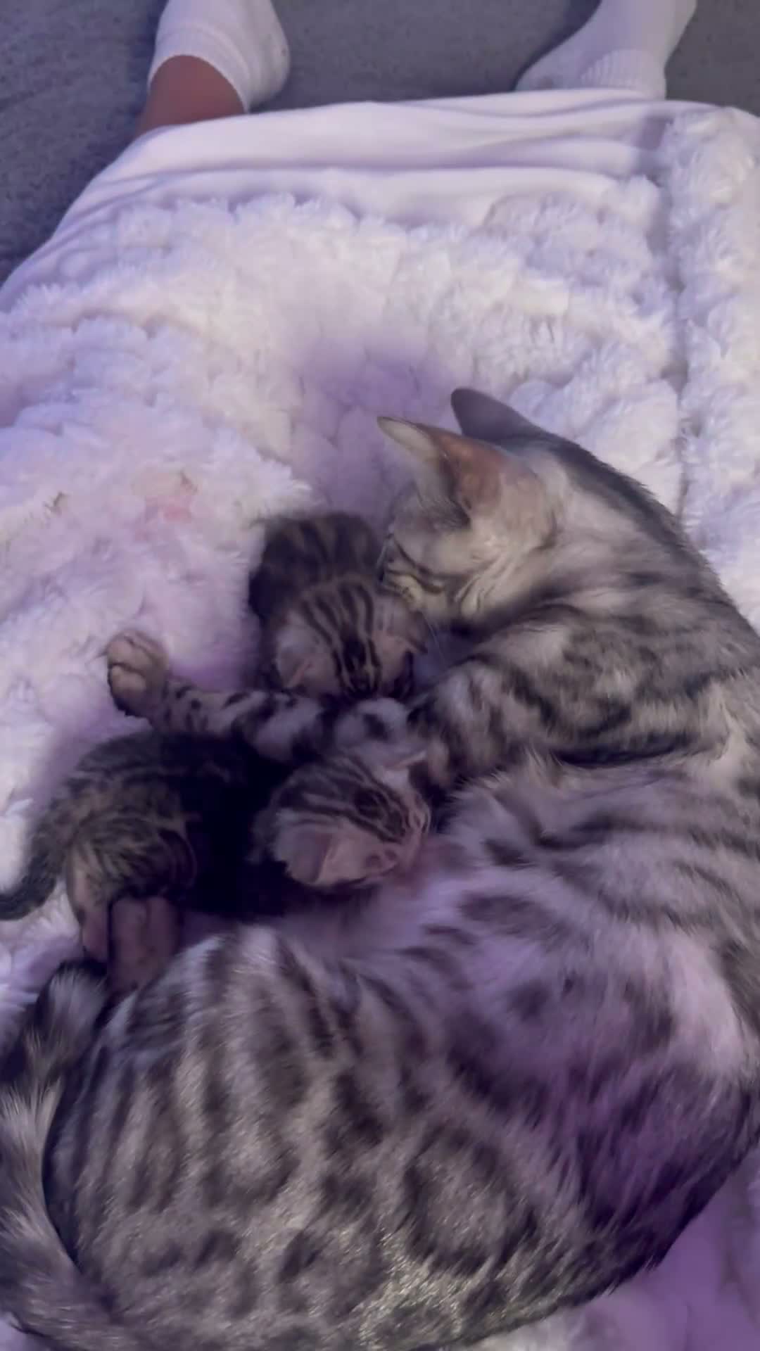 Bengal cats for sale: Gorgeous Bengal kittens  in Cambridge - Video 5