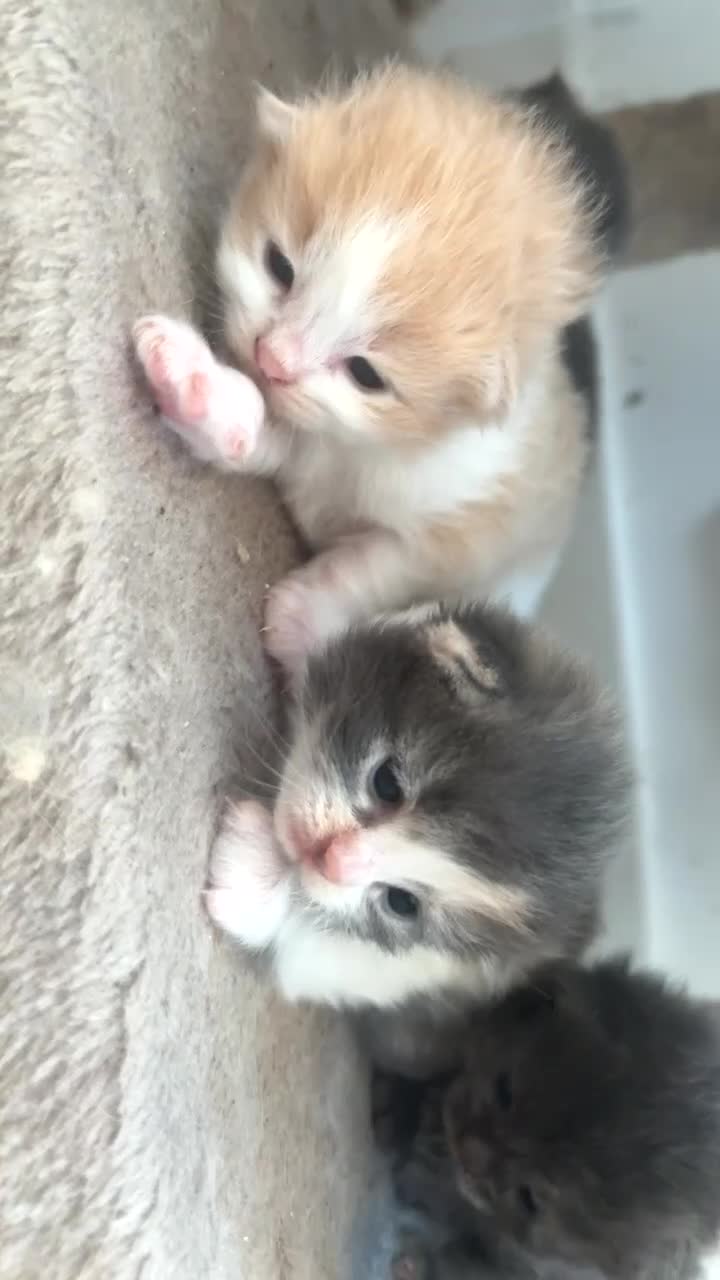 Mixed Breed cats for sale: Maine Coon cross Persian Kittens  - Video 2