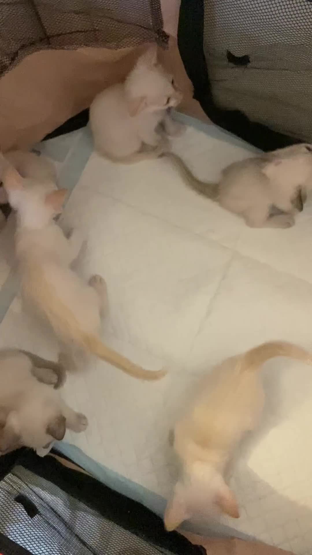 Siamese cats for sale: Siamese kittens for sale  - Video 1