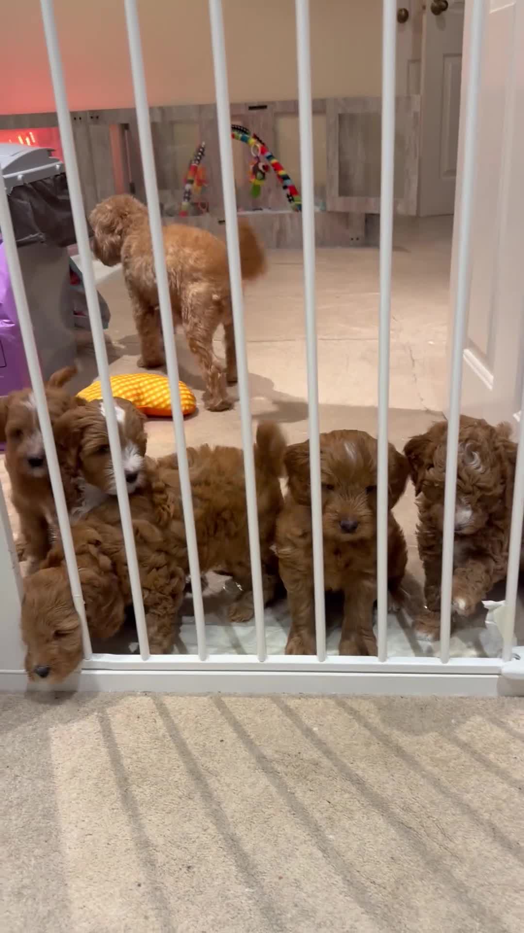 Australian Labradoodle dogs for sale: Stunning Red Aussie Doodle Multigen Puppies - Video 1