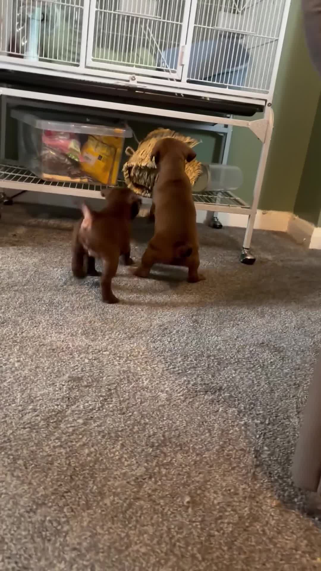 Mixed Breed dogs for sale: 2 beautiful female french bulldog cross puppies  - Video 1