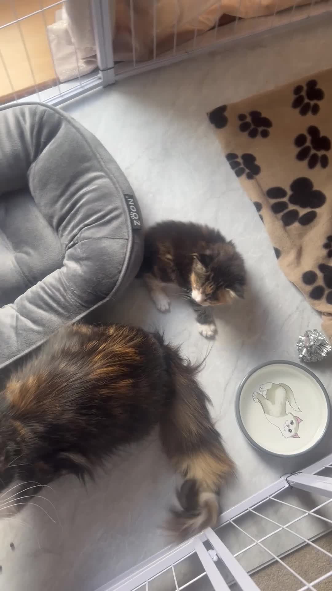 Maine Coon cats for sale: 2 beautiful Maine coon kittens - Video 1