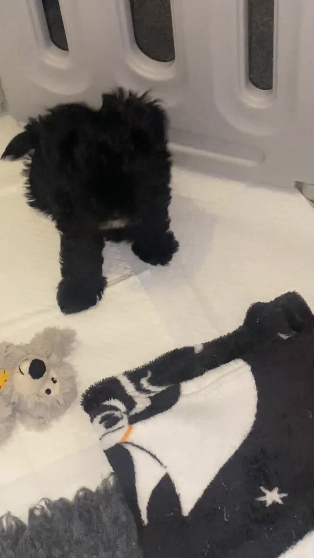 Maltipoo dogs for sale: F1 dollface Korean/Asian maltipoo fur babys  😍💙 - Video 1