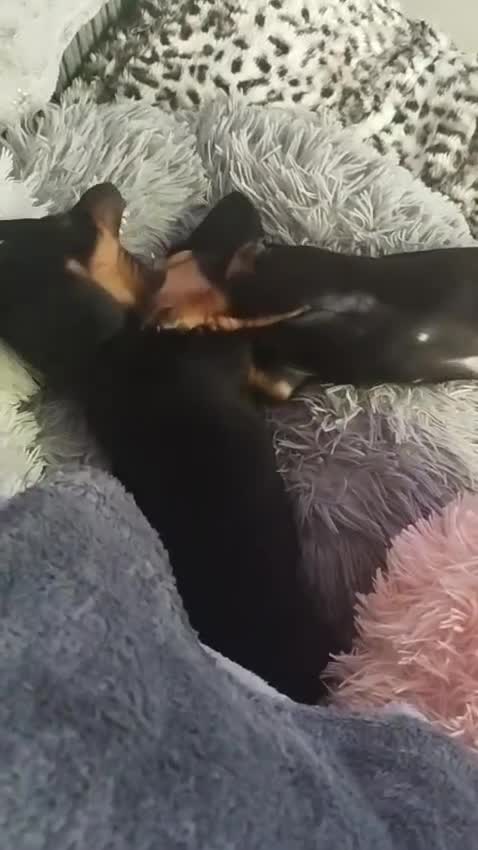Miniature Dachshund dogs for sale: MINIATURE DACHSHUND! - Video 2