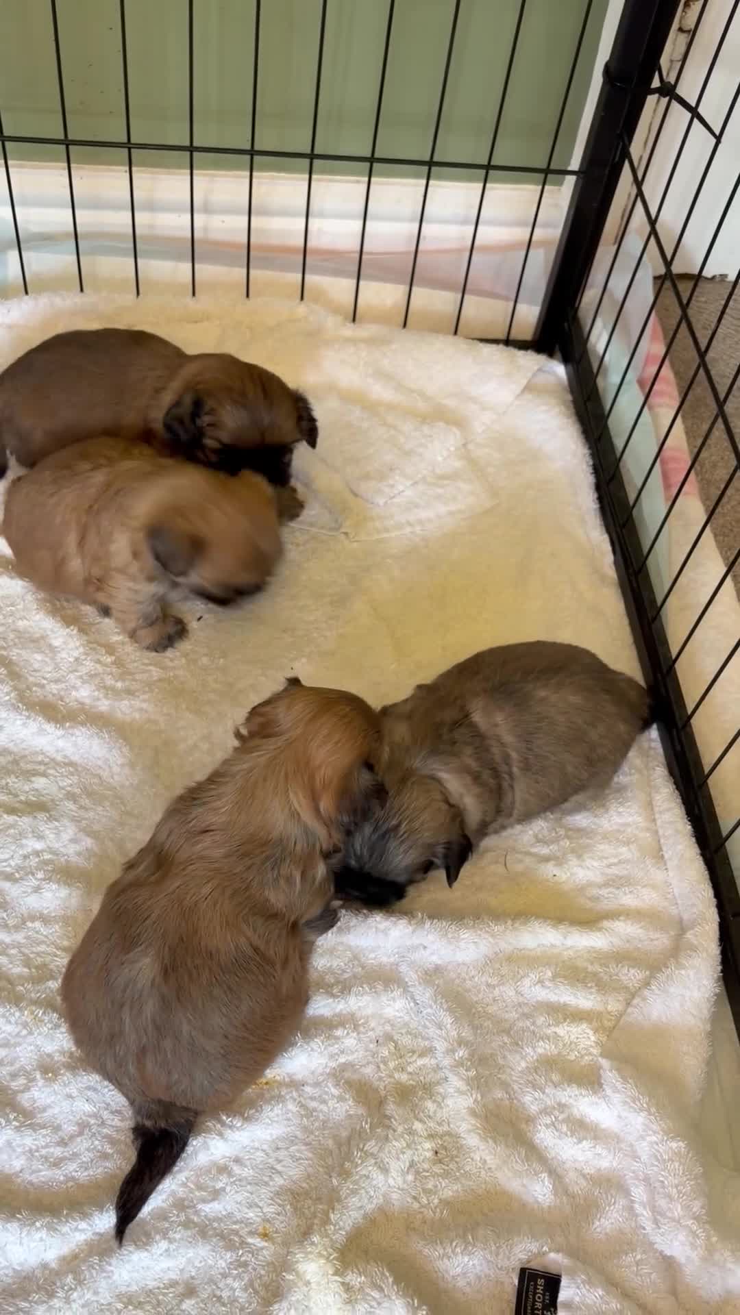 Shih Tzu dogs for sale: Incredibly loved Shih Tzu puppies  - Video 3