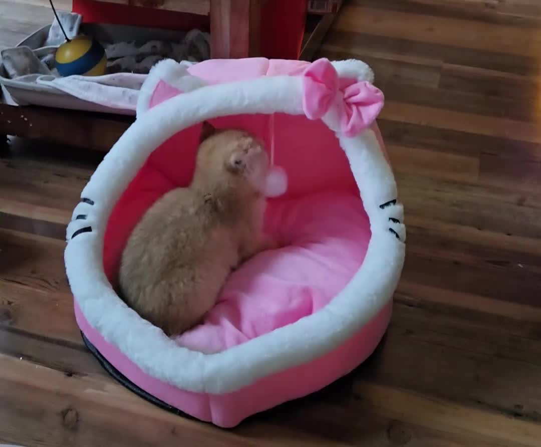 British Shorthair cats for sale: Beautiful Ruby - Video 1