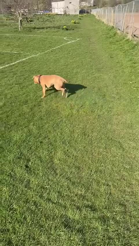 Staffordshire Bull Terrier dogs for stud: 🔥 Rare Fawn (Red) KC Staffy Stud: The Golden Boy  - Video 3