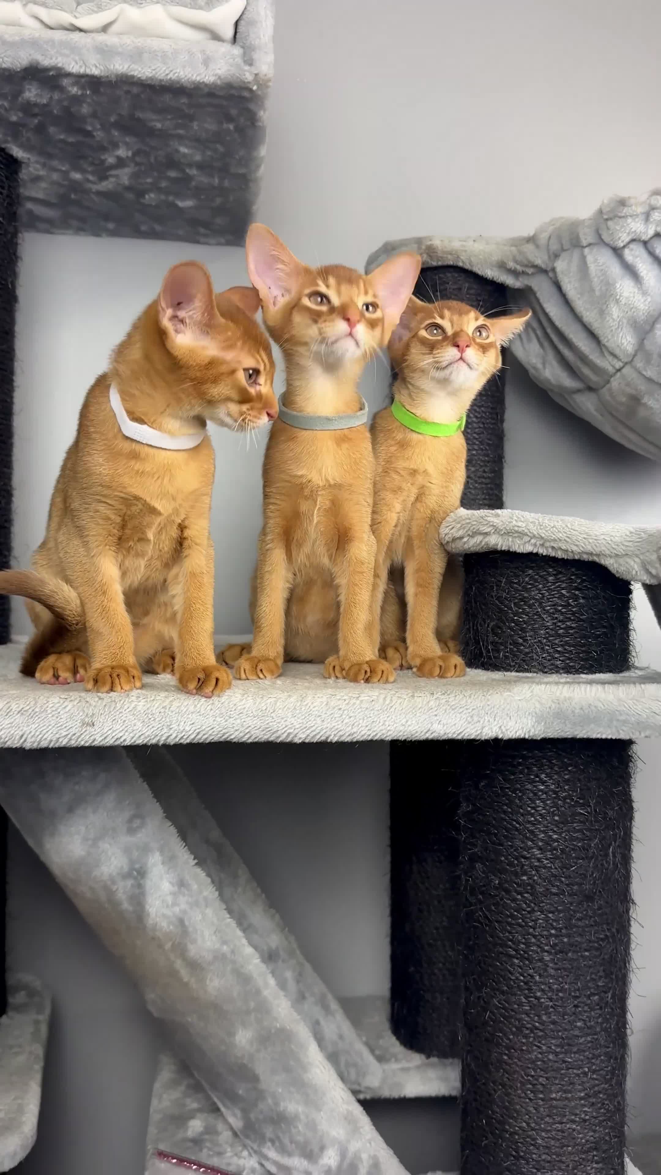 Abyssinian cats for sale: Stunning sorrel and usual Abyssinian kittens  - Video 2