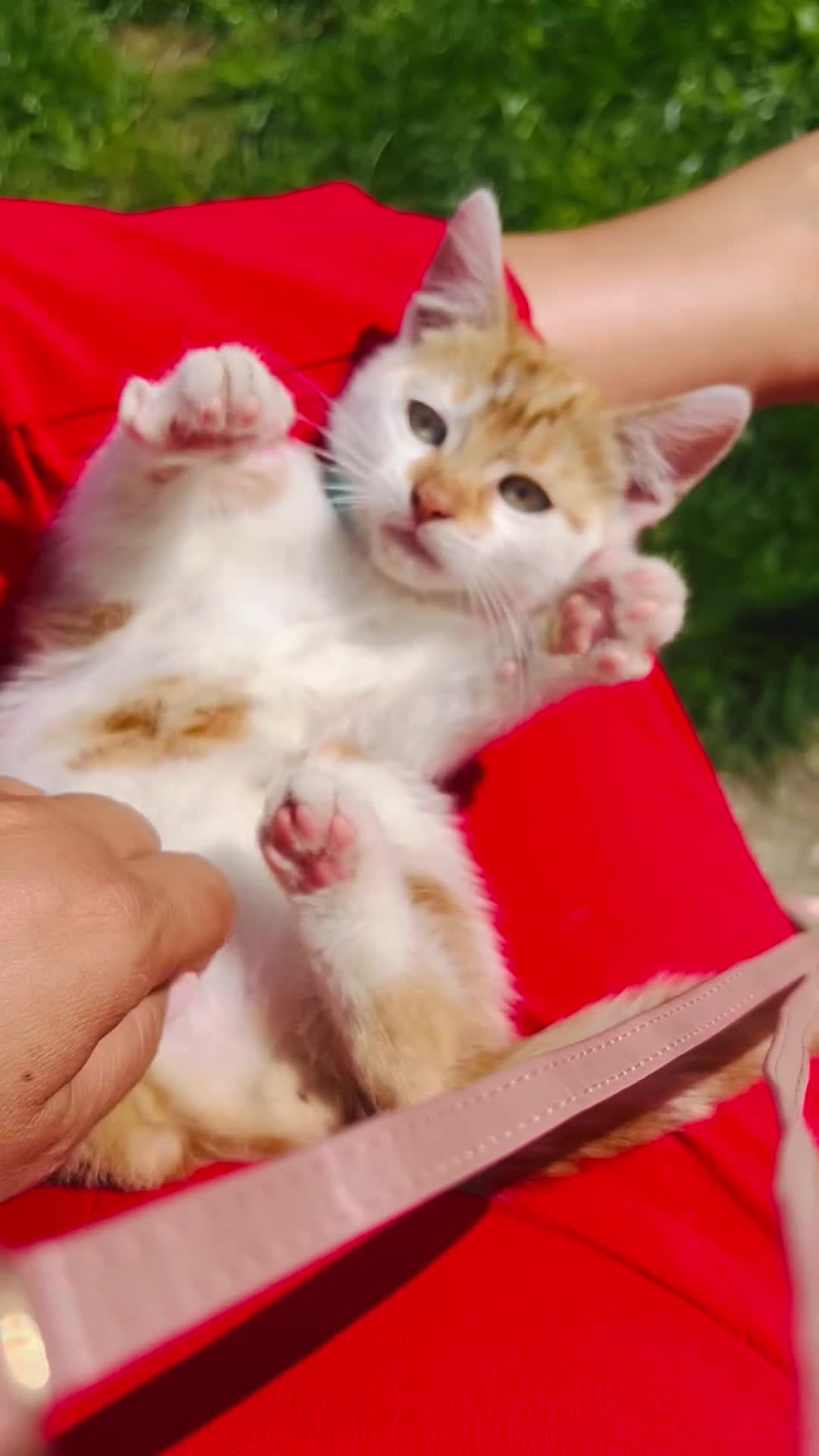 British Shorthair cats for sale: Bundle of joy  - Video 2