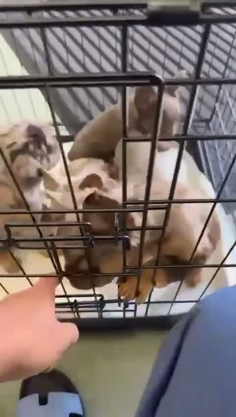 French Bulldog dogs for sale: French fluffy bulldog  - Video 1