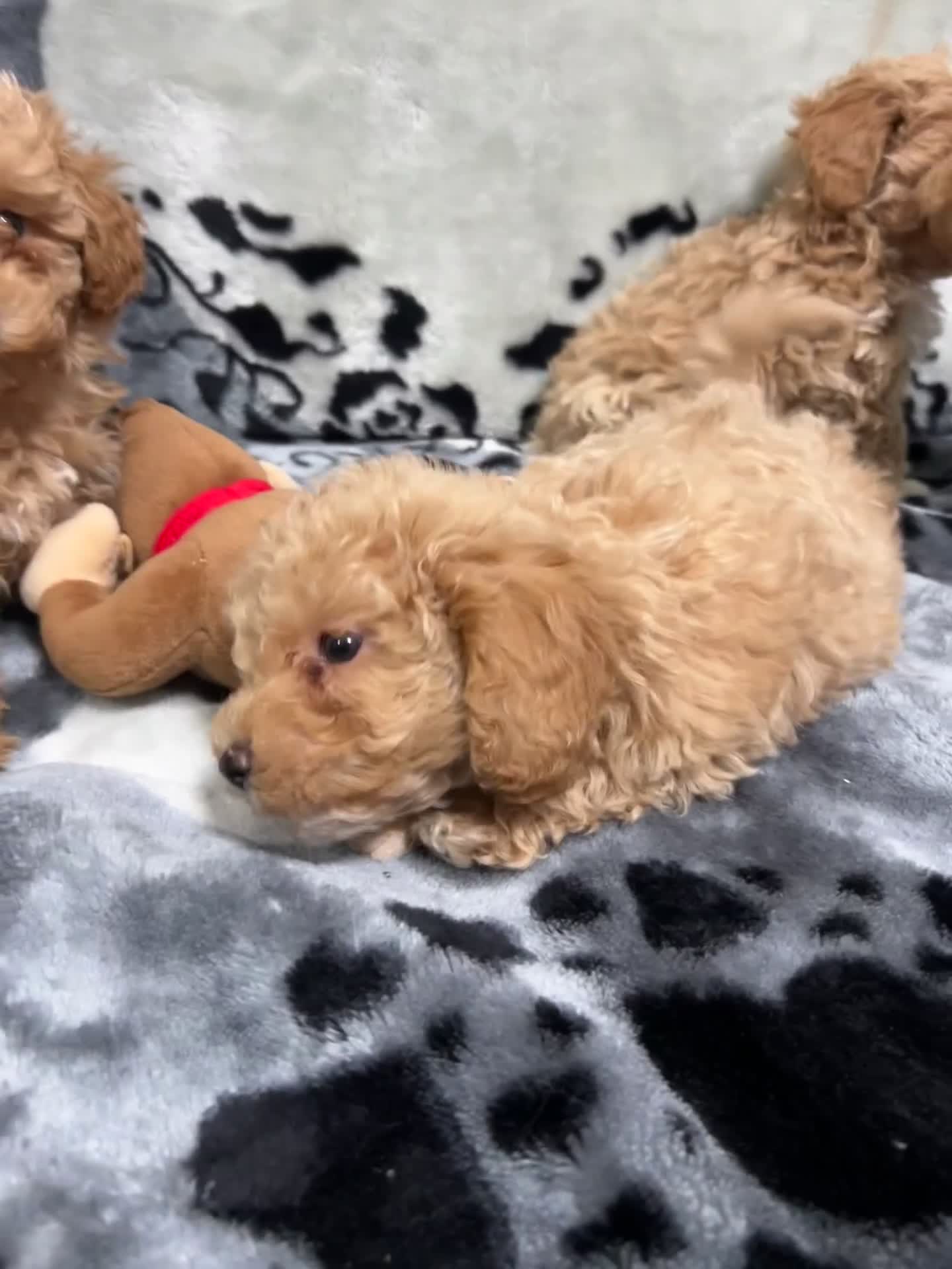 Maltipoo dogs for sale: 🥰Adorable F1 Maltipoo Puppy’s🥰 - Video 2