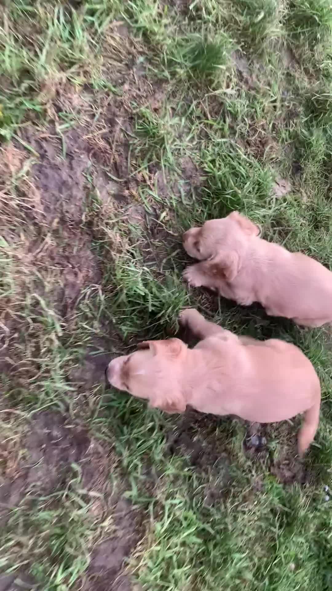 Sprocker dogs for sale: Stunning Sprocker pups - Video 1