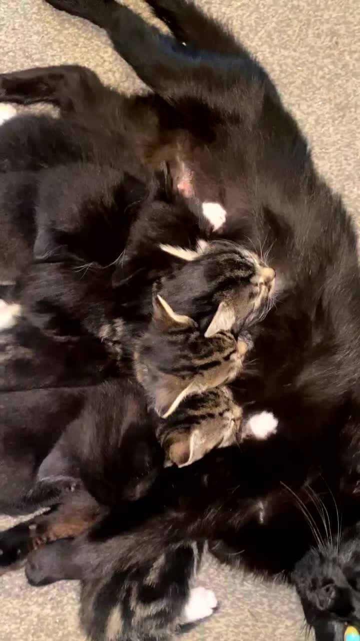 Mixed Breed cats for sale: Kittens for sale  in Birmingham - Video 2